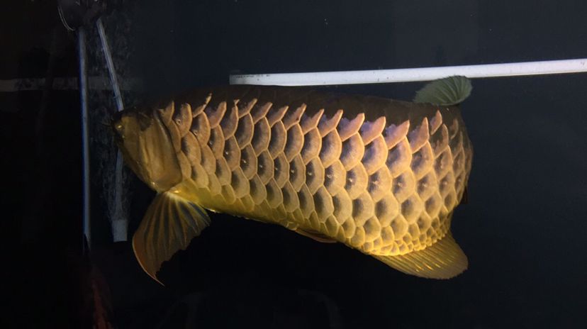 呼和浩特水族馆同一条鱼不同角度不同效果