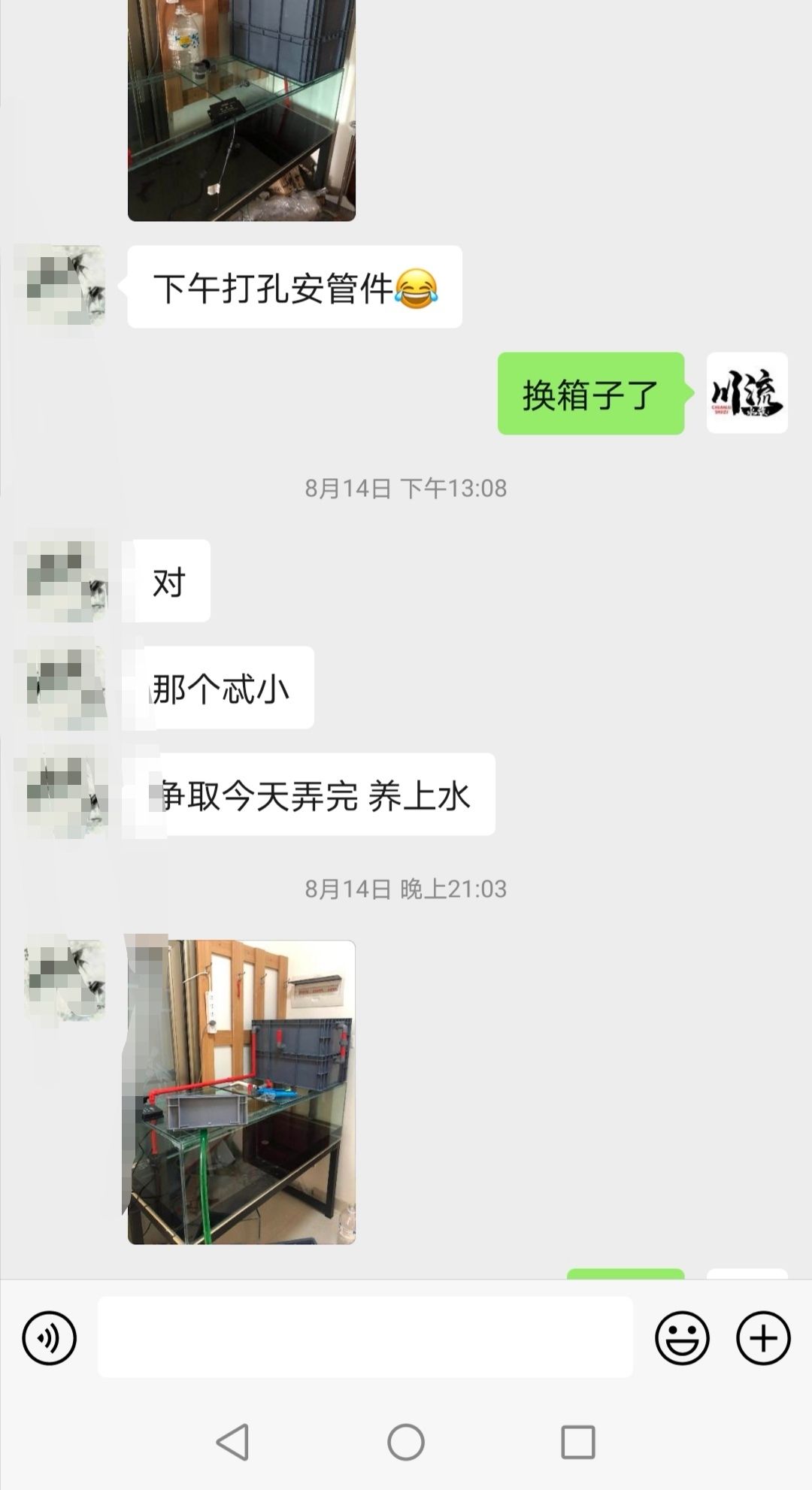 你的龍鱼不红 印尼四纹虎 第8张