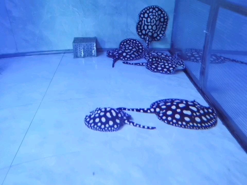 沈阳水族馆长得就是那么好看