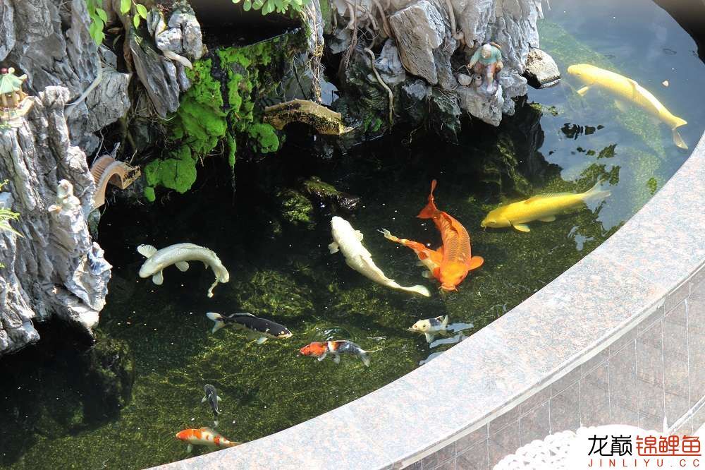 商丘水族馆鱼很杂但也乐在其中