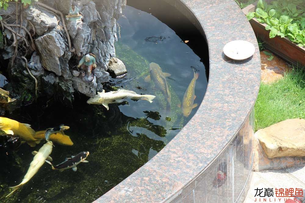 商丘水族馆鱼很杂但也乐在其中