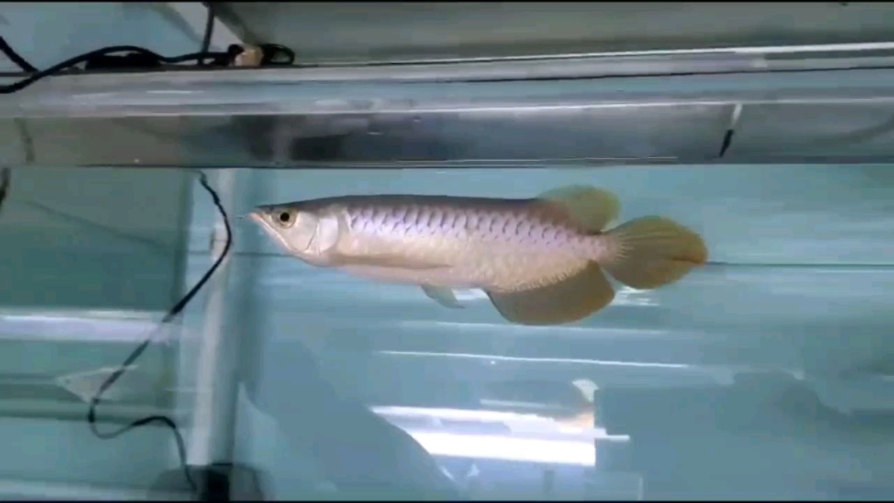 洛阳水族馆飘逸的精神小伙