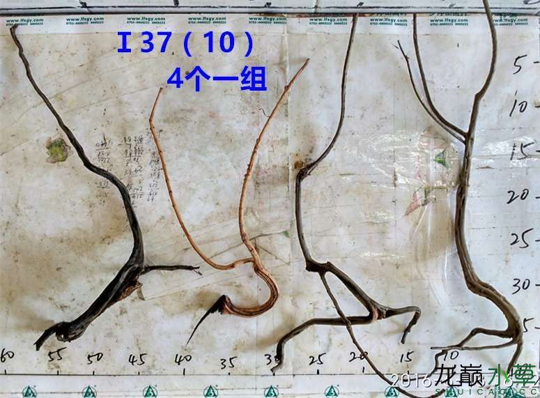 漯河观赏鱼市场新鲜出炉龙沉木(树型枝杈型沉水不黄水) 观赏鱼市场（混养鱼） 第55张