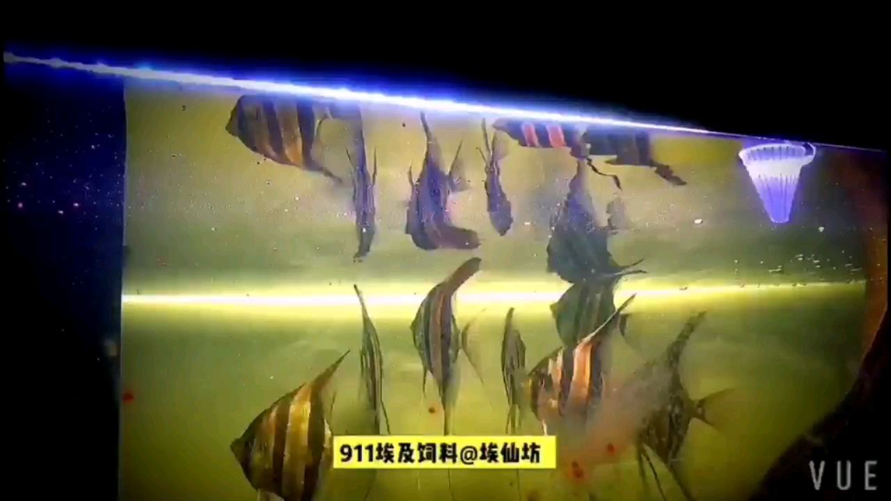 大理白族自治州水族馆野生埃及 鱼缸水质稳定剂 第2张