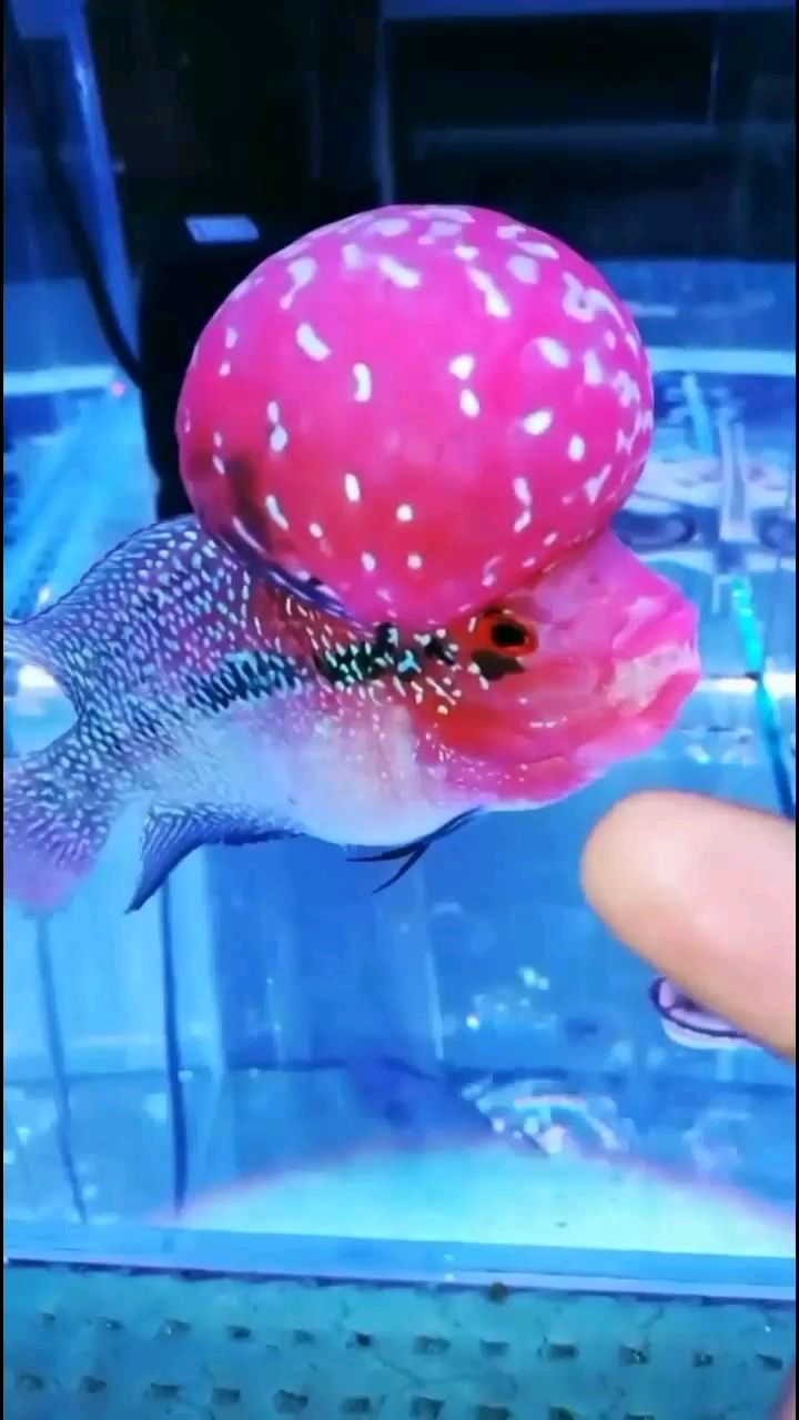 保定水族馆超巨