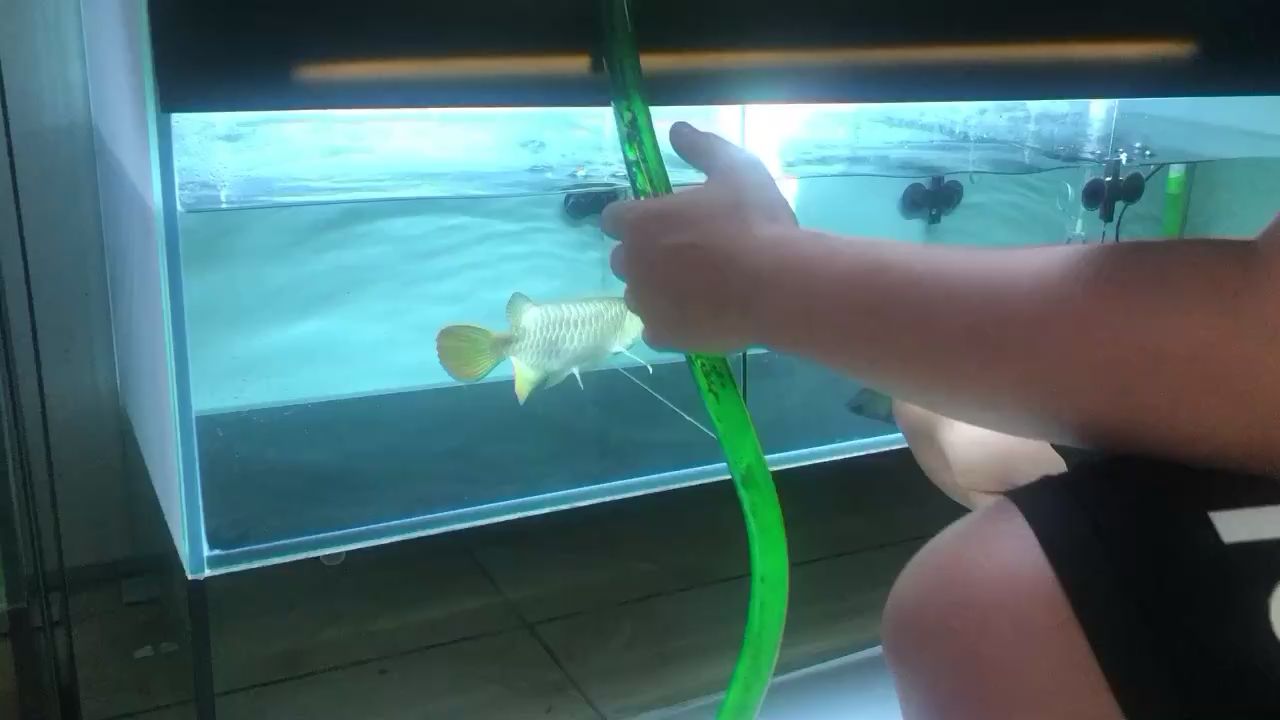 白银水族馆金龙鱼