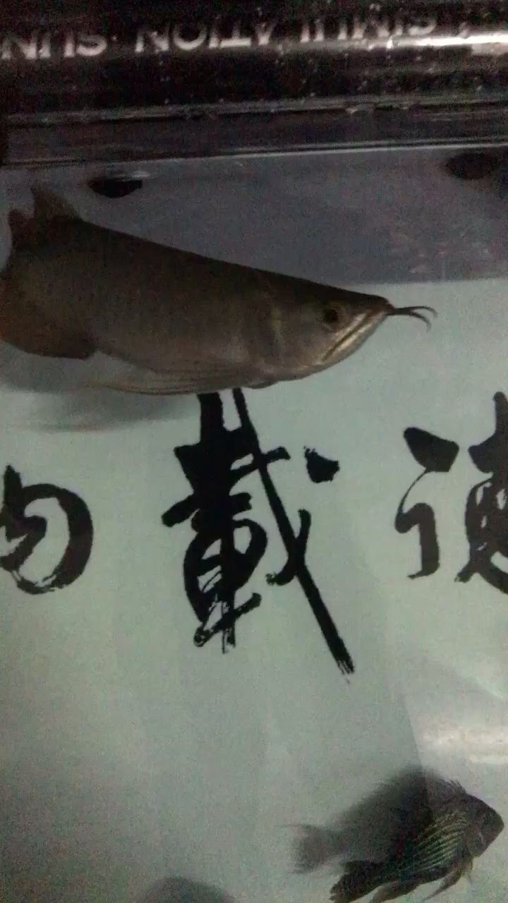 甘孜藏族自治州水族馆这个鱼好不好我不懂有人说是号半