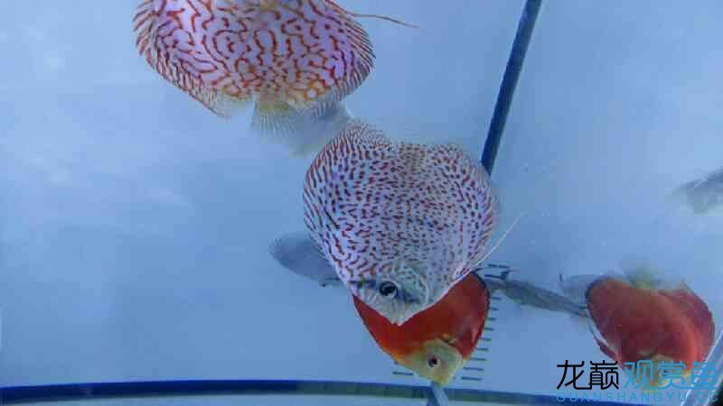 渭南水族馆七彩鱼出售