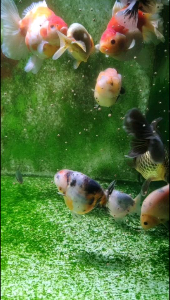 抚州水族馆又到了喂猪的时候 三间鼠鱼 第2张