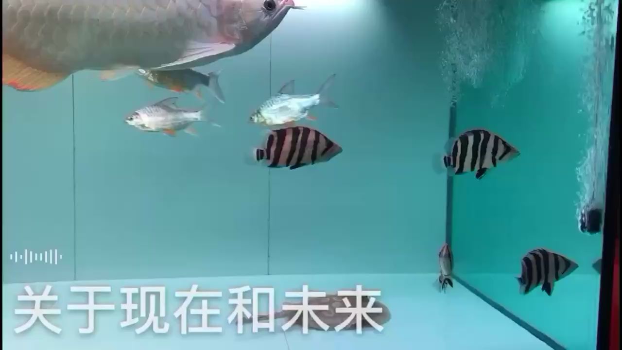 酒泉水族馆迷人的苏虎成了新宠