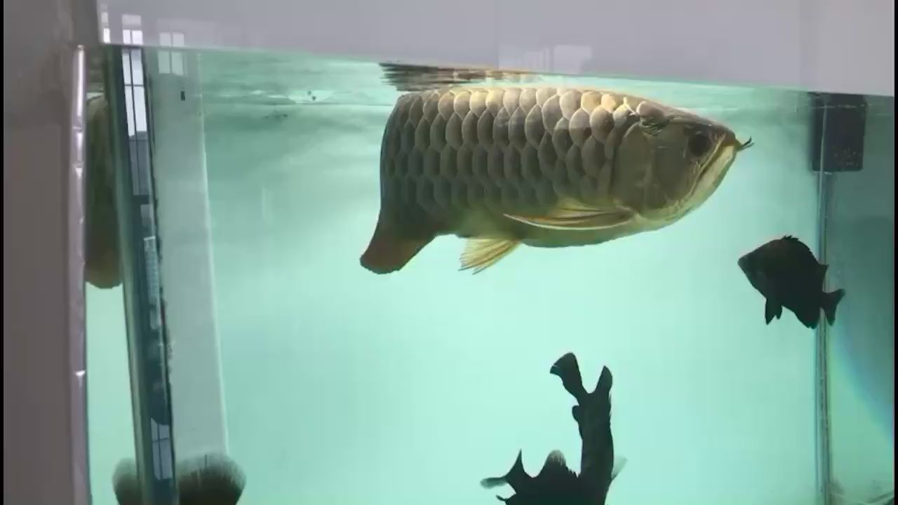 揭阳水族馆50cm过背