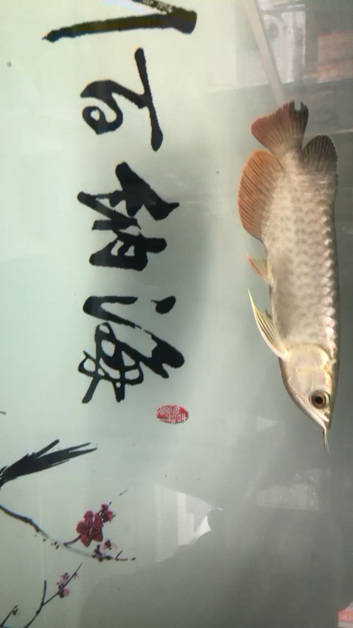 20cm金龙1380值得吗？ 祥龙传奇品牌鱼缸 第2张