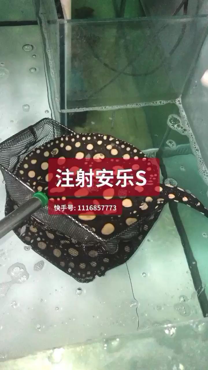 S了 蓝帆三间鱼 第2张