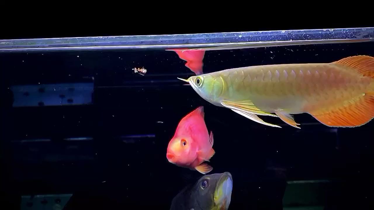 朝阳水族馆食昆虫记