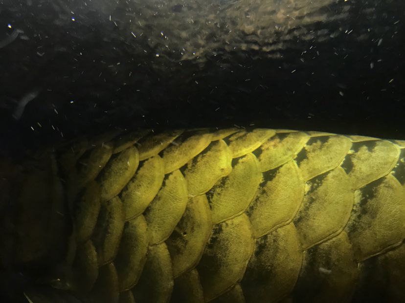 滁州水族馆纯金打造