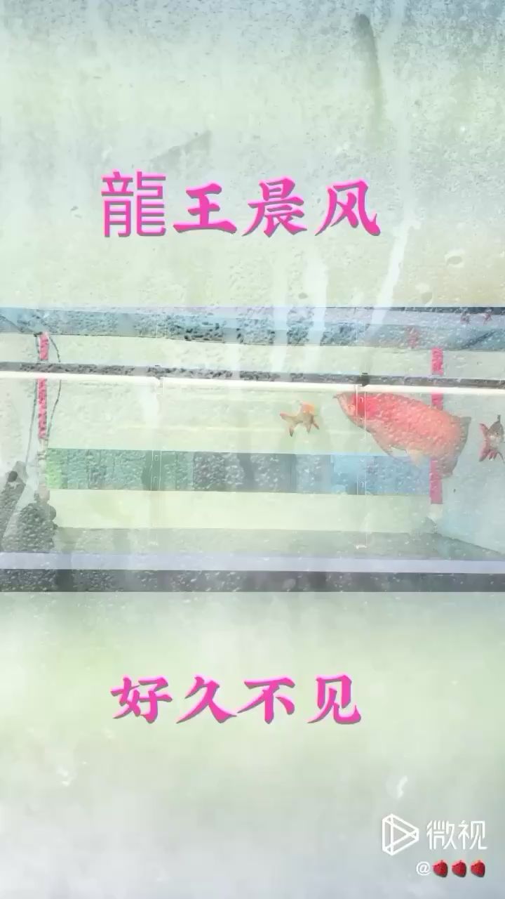 草莓深夜赏鱼杂谈 水族维护服务（上门） 第2张