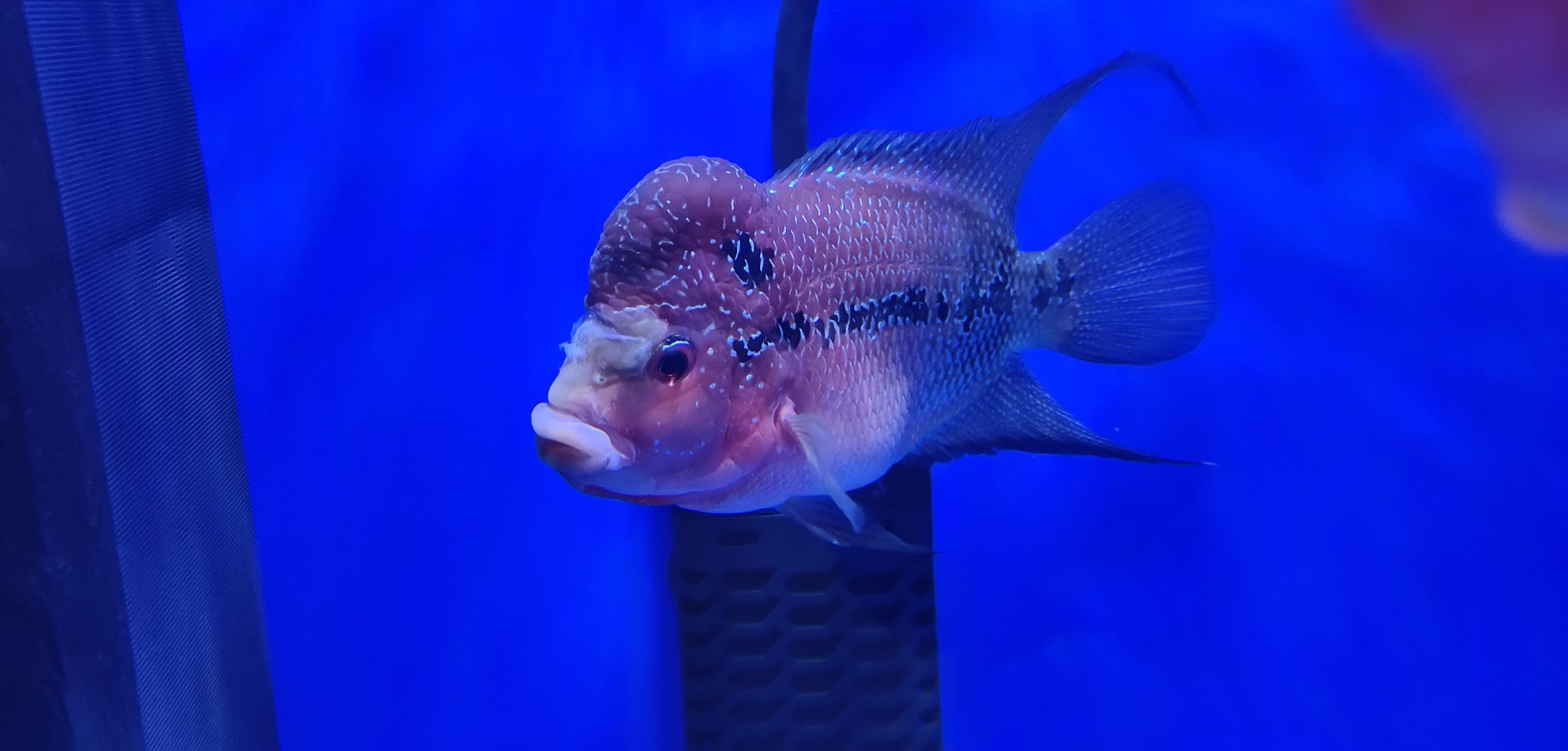 渭南水族馆小罗这几天腹胀拖便还出现缩头现象急