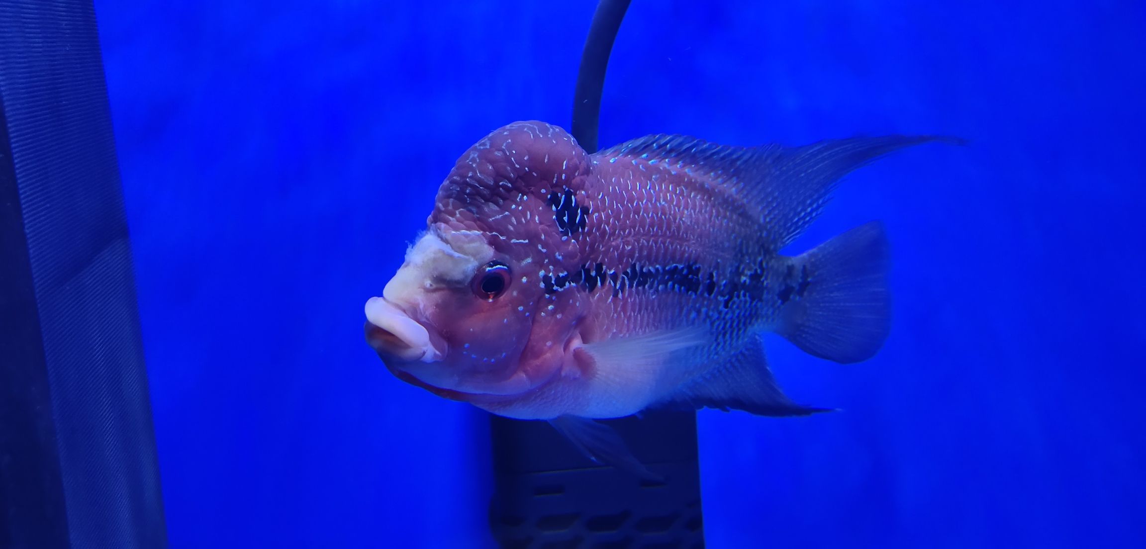 渭南水族馆小罗这几天腹胀拖便还出现缩头现象急