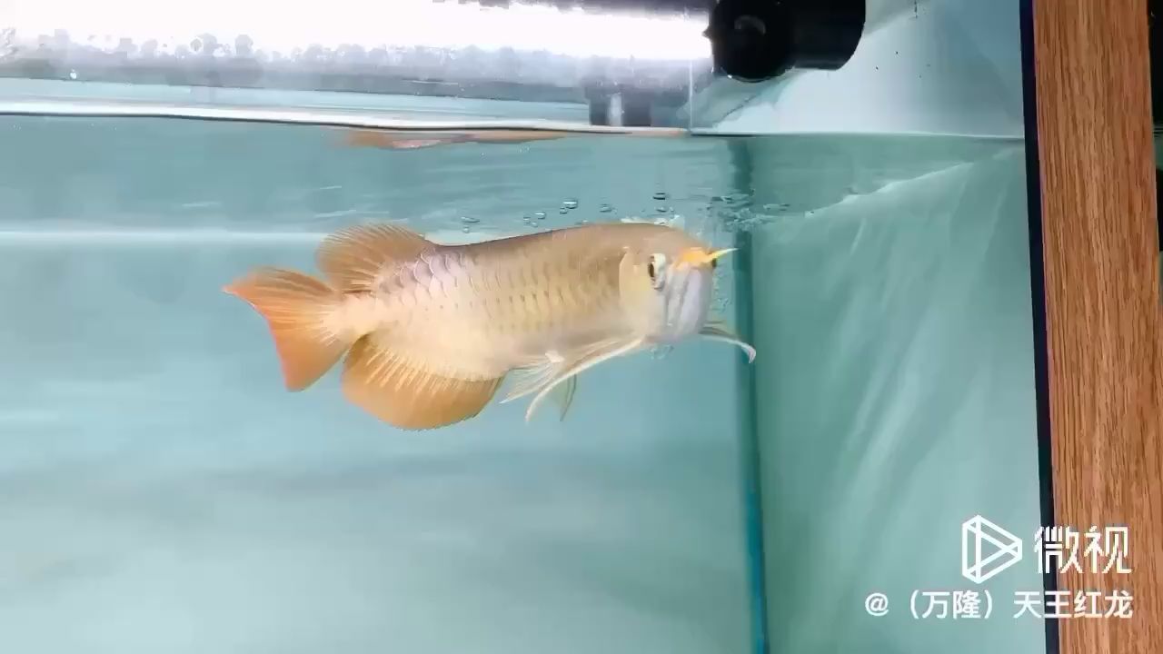 六盘水水族馆在售31号烈焰