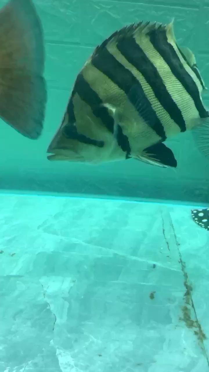 鹤岗水族馆苏虎 苏虎 第2张