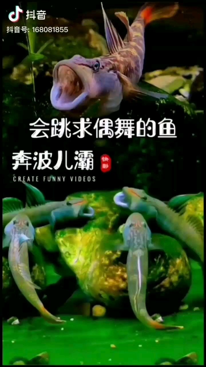 继续来群可爱的虾虎吧