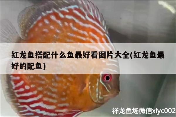 金龙鱼缸加盐吗？（金龙鱼缸中加盐取决于多种因素，金龙鱼盐浴后如何清洗） 龙鱼百科 第5张