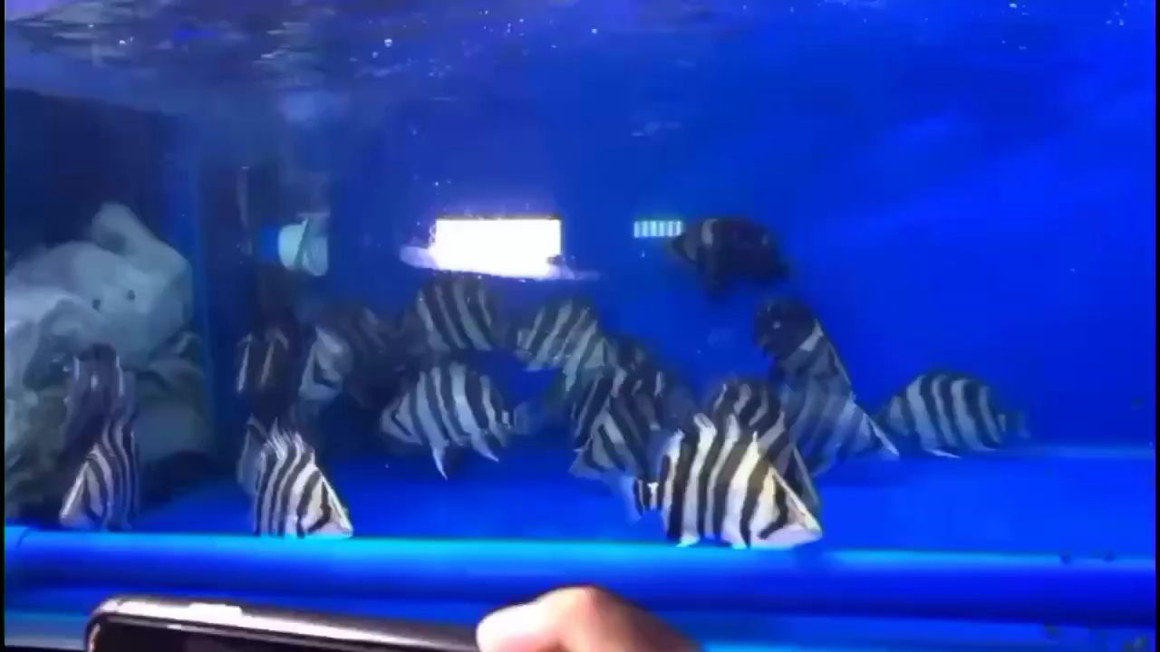 萍乡水族馆虎群