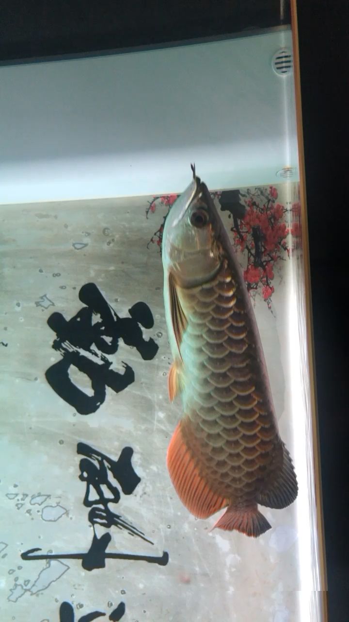 商丘水族馆一条吃饲料的鱼状态还不错 月光鸭嘴鱼 第2张