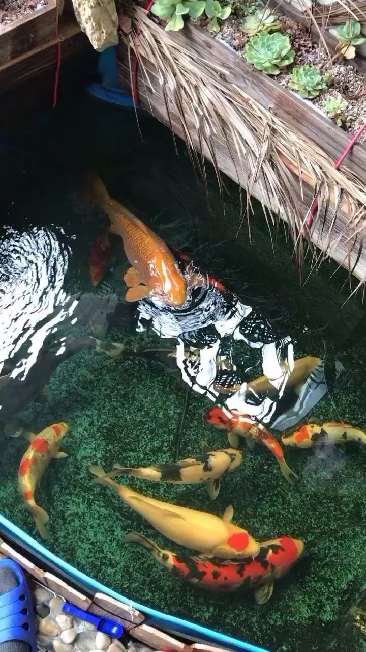 泸州水族馆水一贴减密前留个念