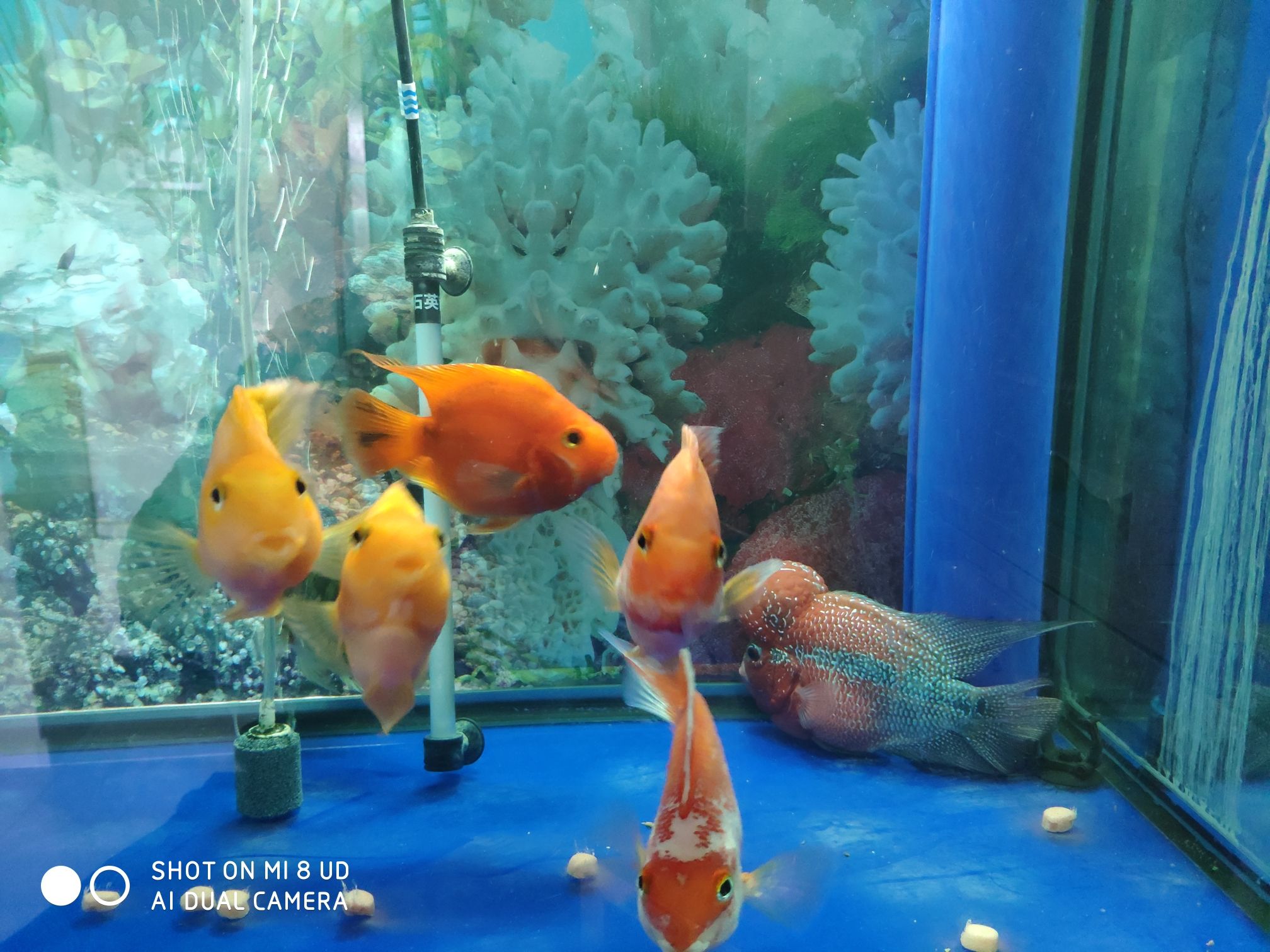 西宁水族馆罗汉换水