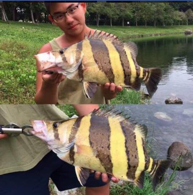 铜仁观赏鱼市场野虎续 观赏鱼市场（混养鱼） 第4张