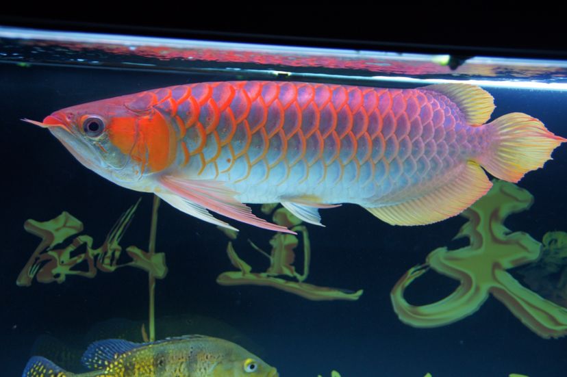 连云港水族馆侧灯一定要侧灯啊希望越来越红