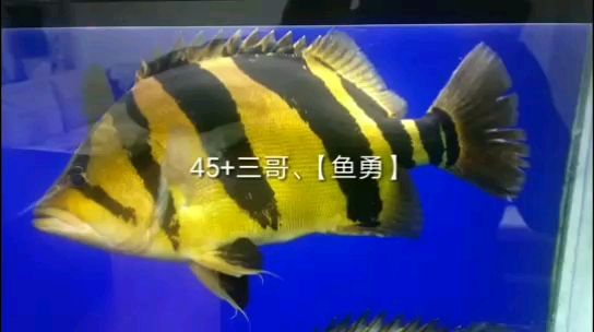 三亚水族馆三哥