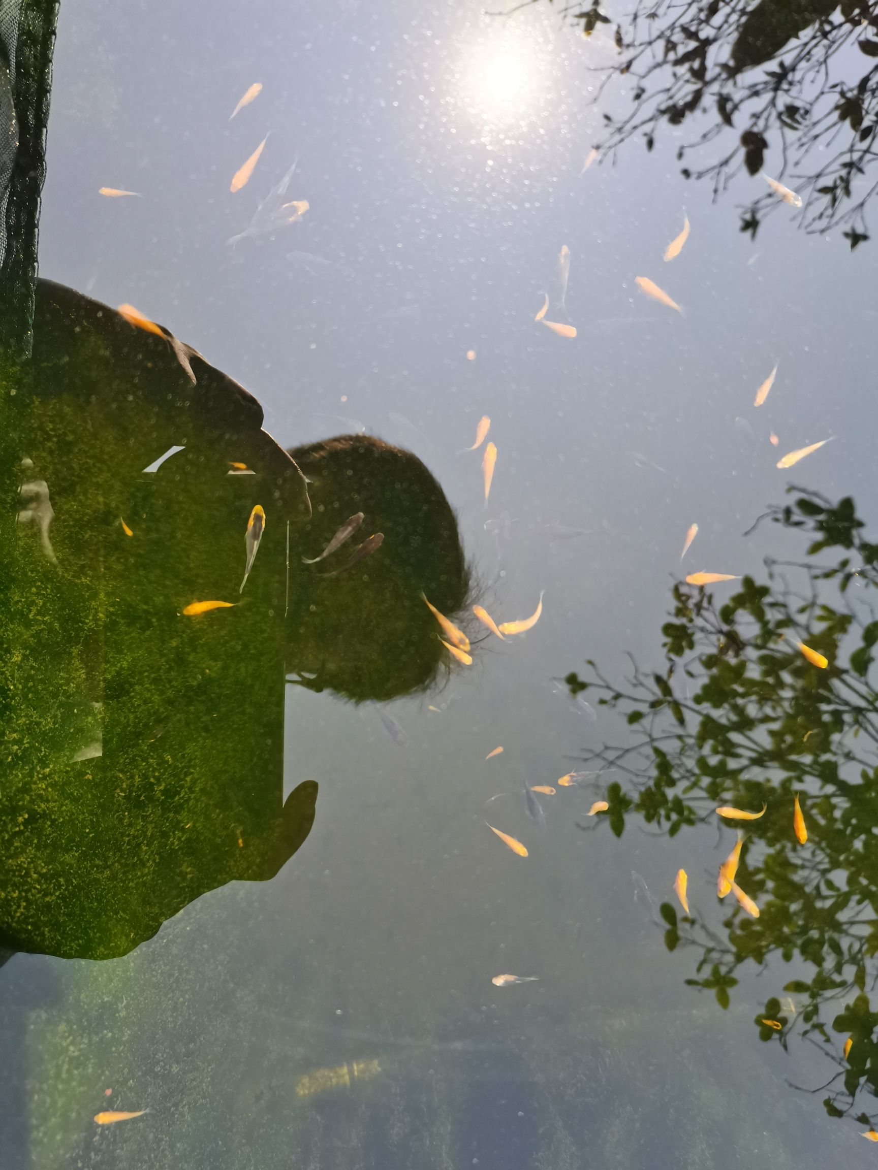 平顶山水族馆自由繁殖的水花成长记一