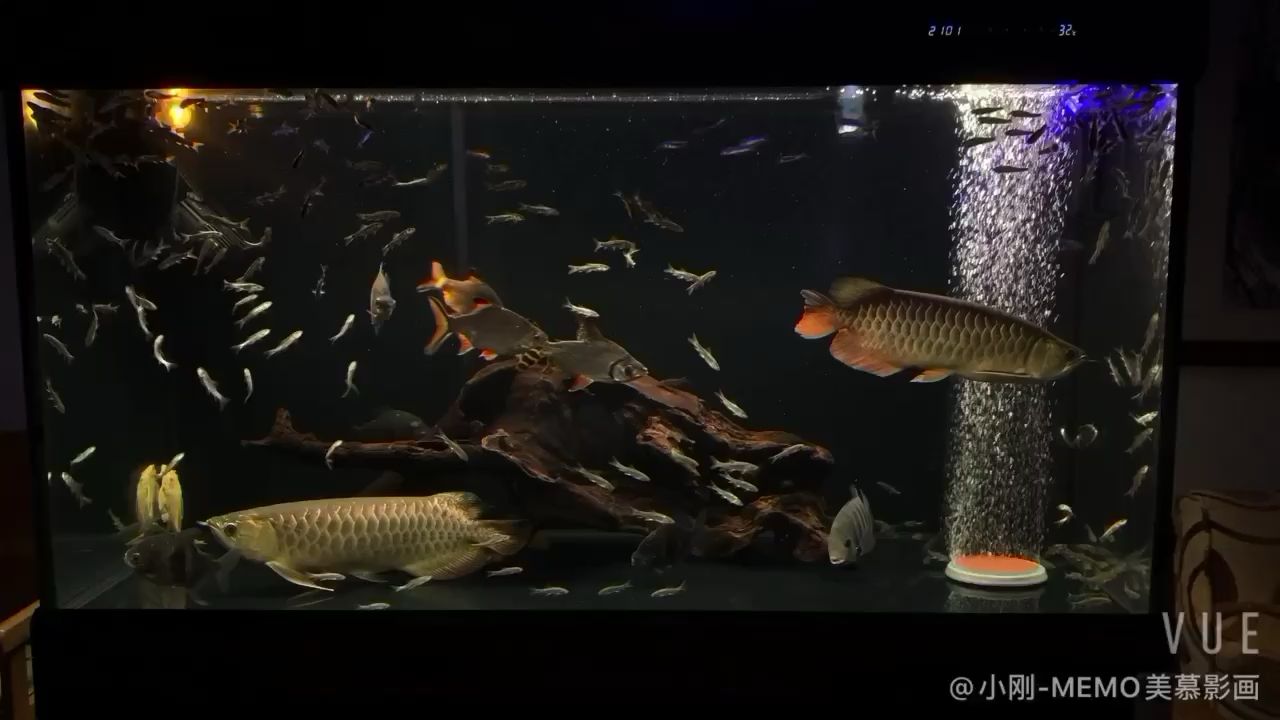 克拉玛依水族馆龙鱼成长记