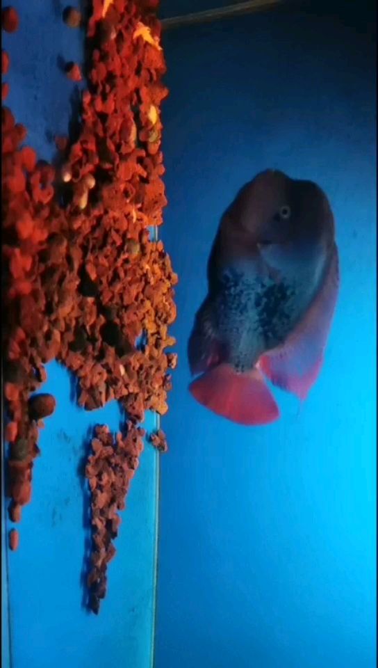 邢台水族馆一年了难熬