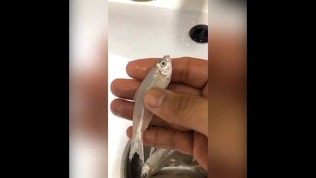 佳木斯水族馆我的鱼食