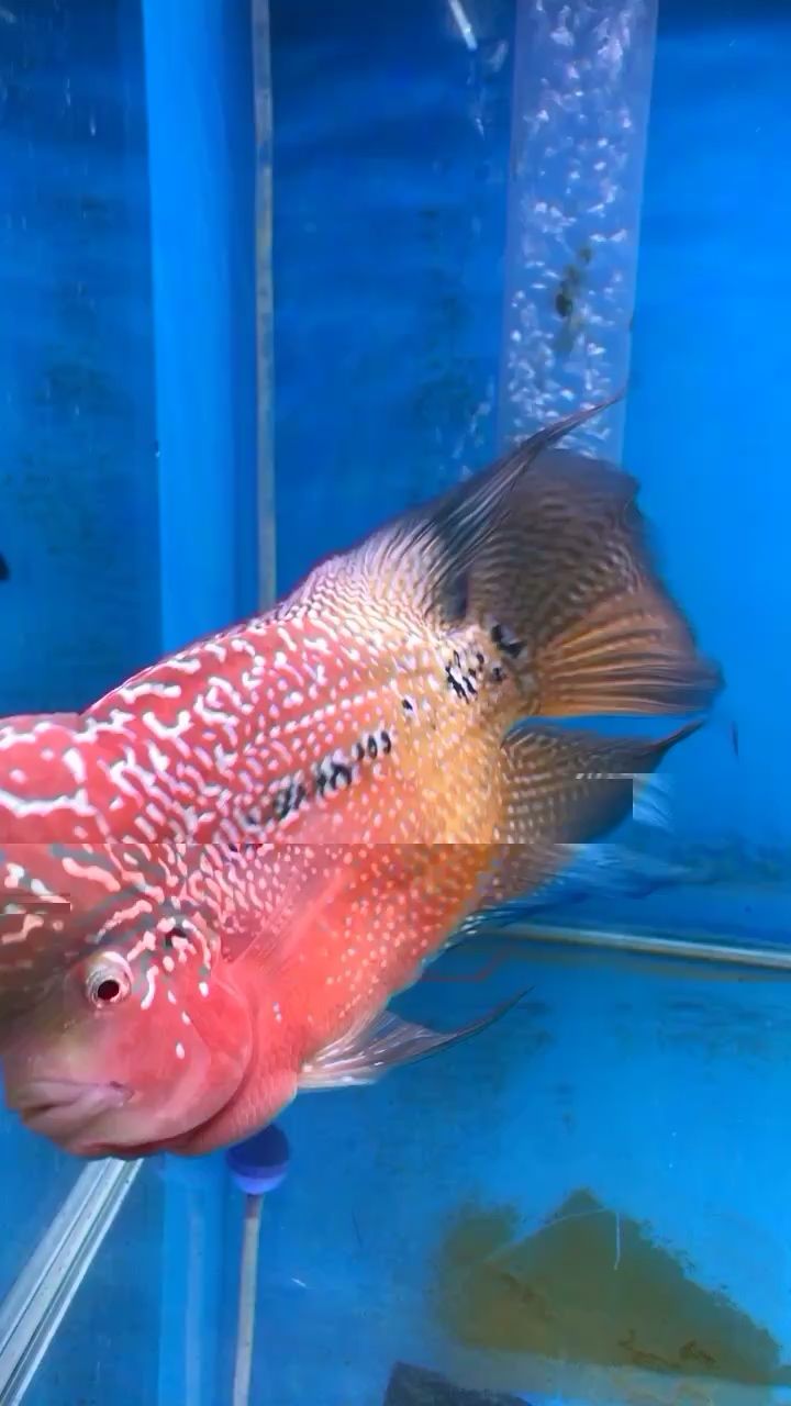 石嘴山水族馆没有滤镜没有红灯