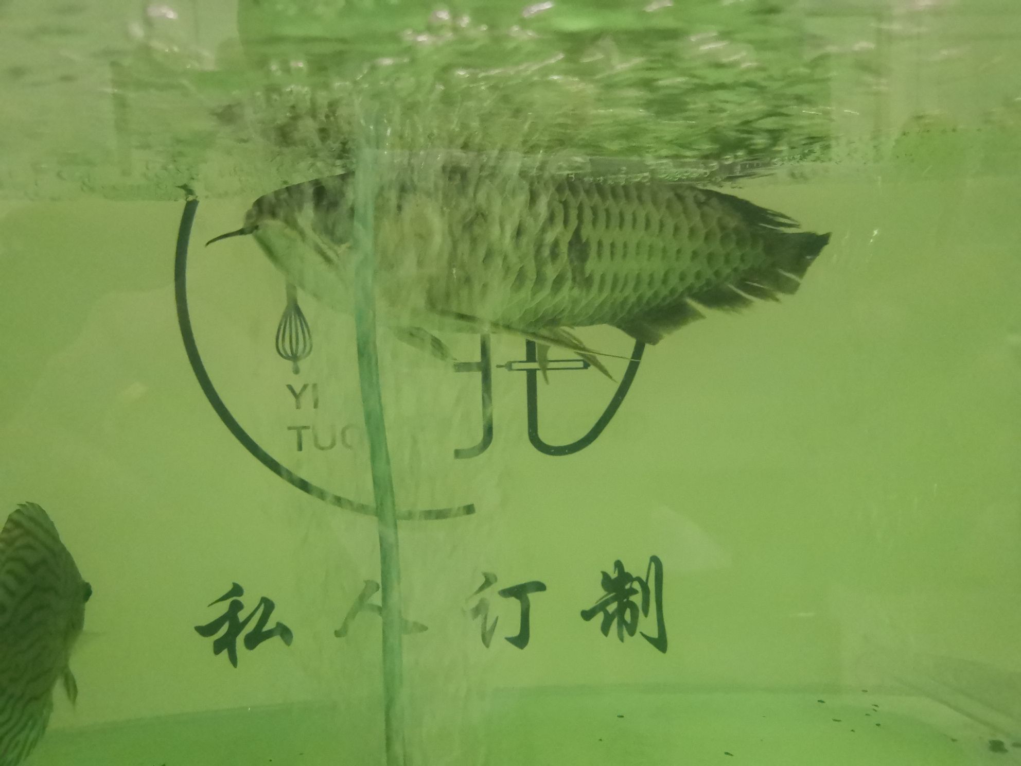 黄冈水族馆混养龙鱼的代价