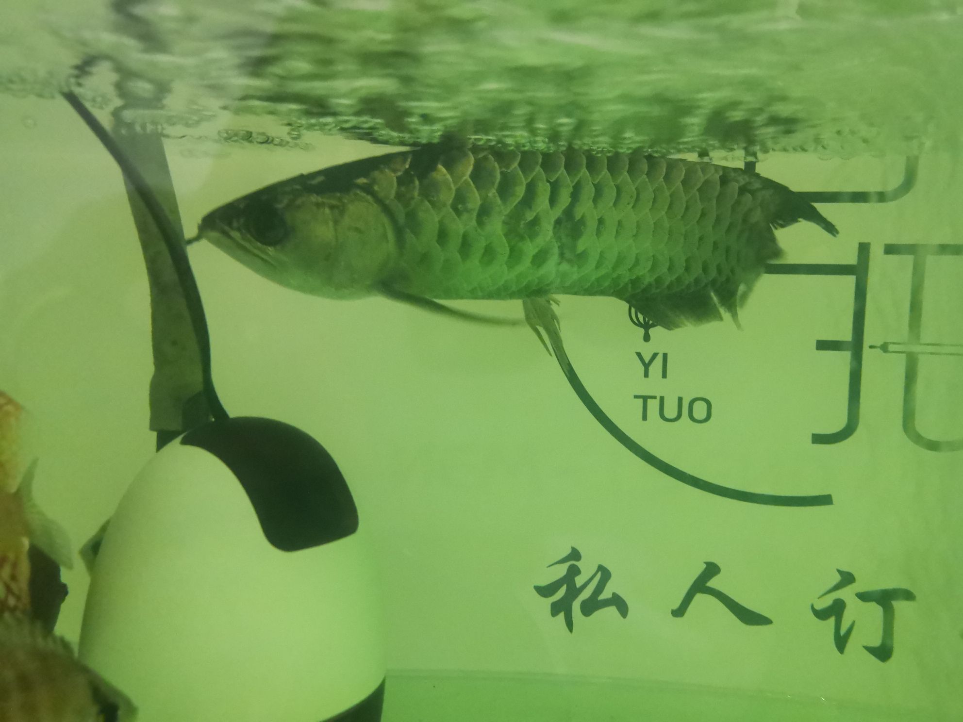 黄冈水族馆混养龙鱼的代价 广州水族器材滤材批发市场 第4张