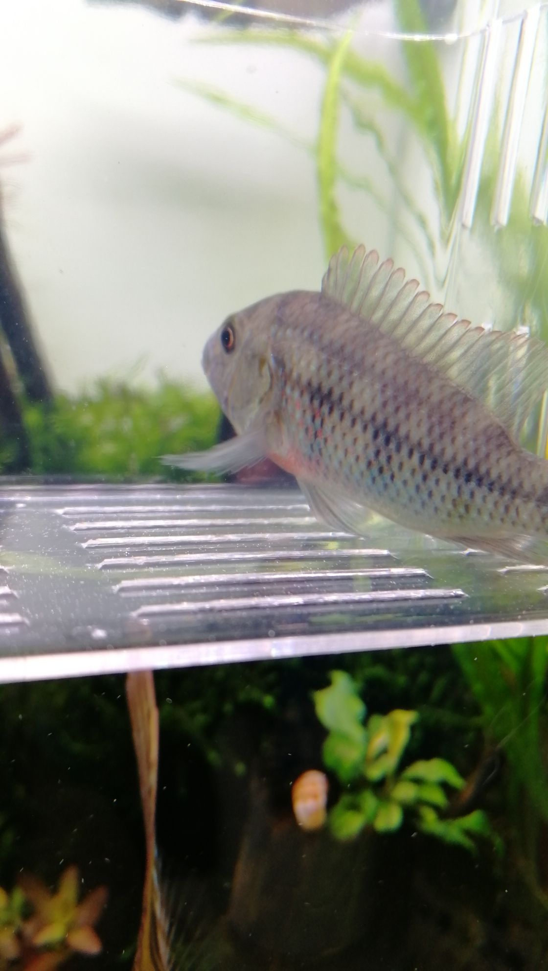 淮南水族馆大佬们帮认认鱼 广州水族器材滤材批发市场 第4张