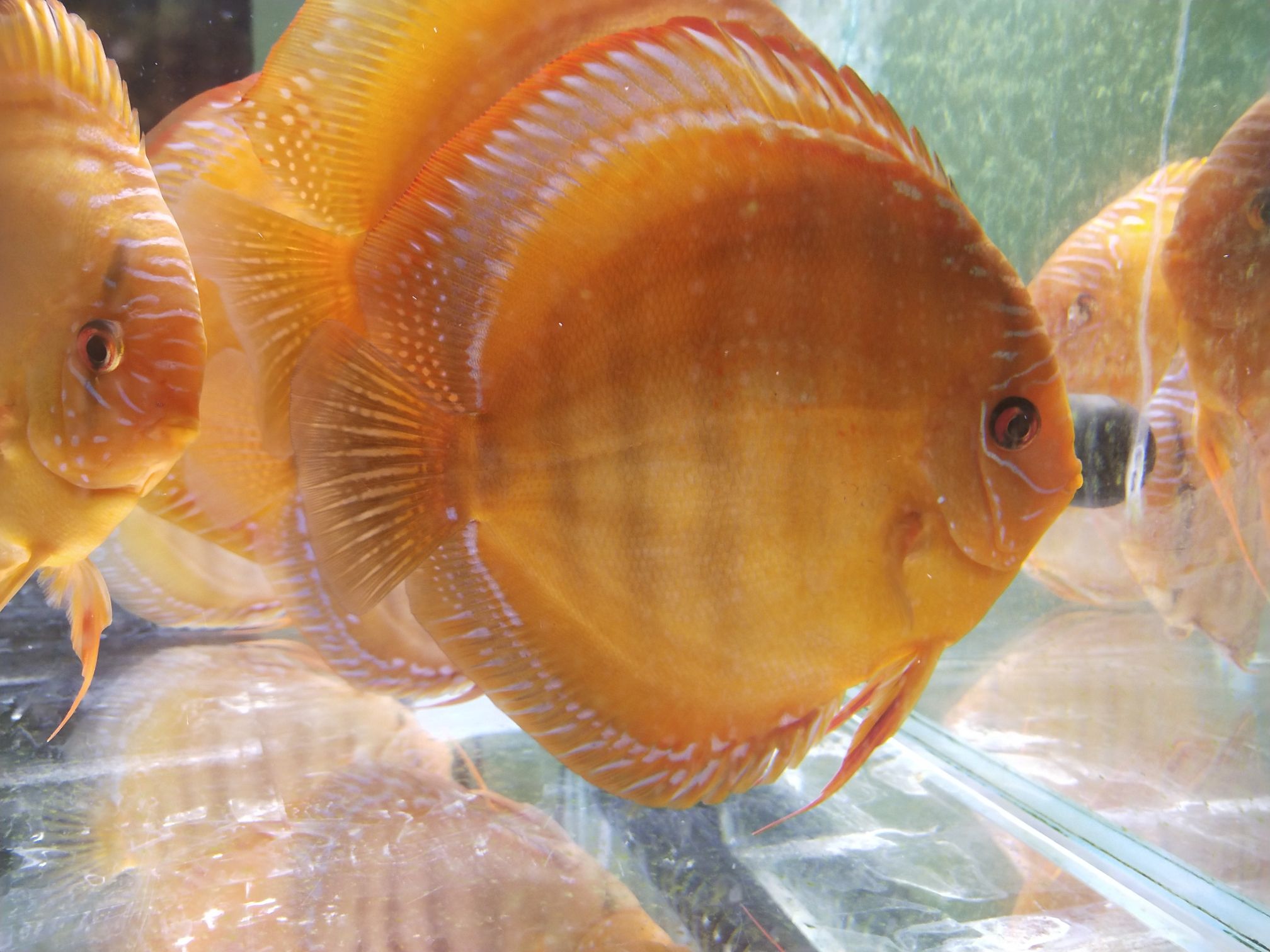 延安水族馆有河南的鱼友看上的吗便宜处理