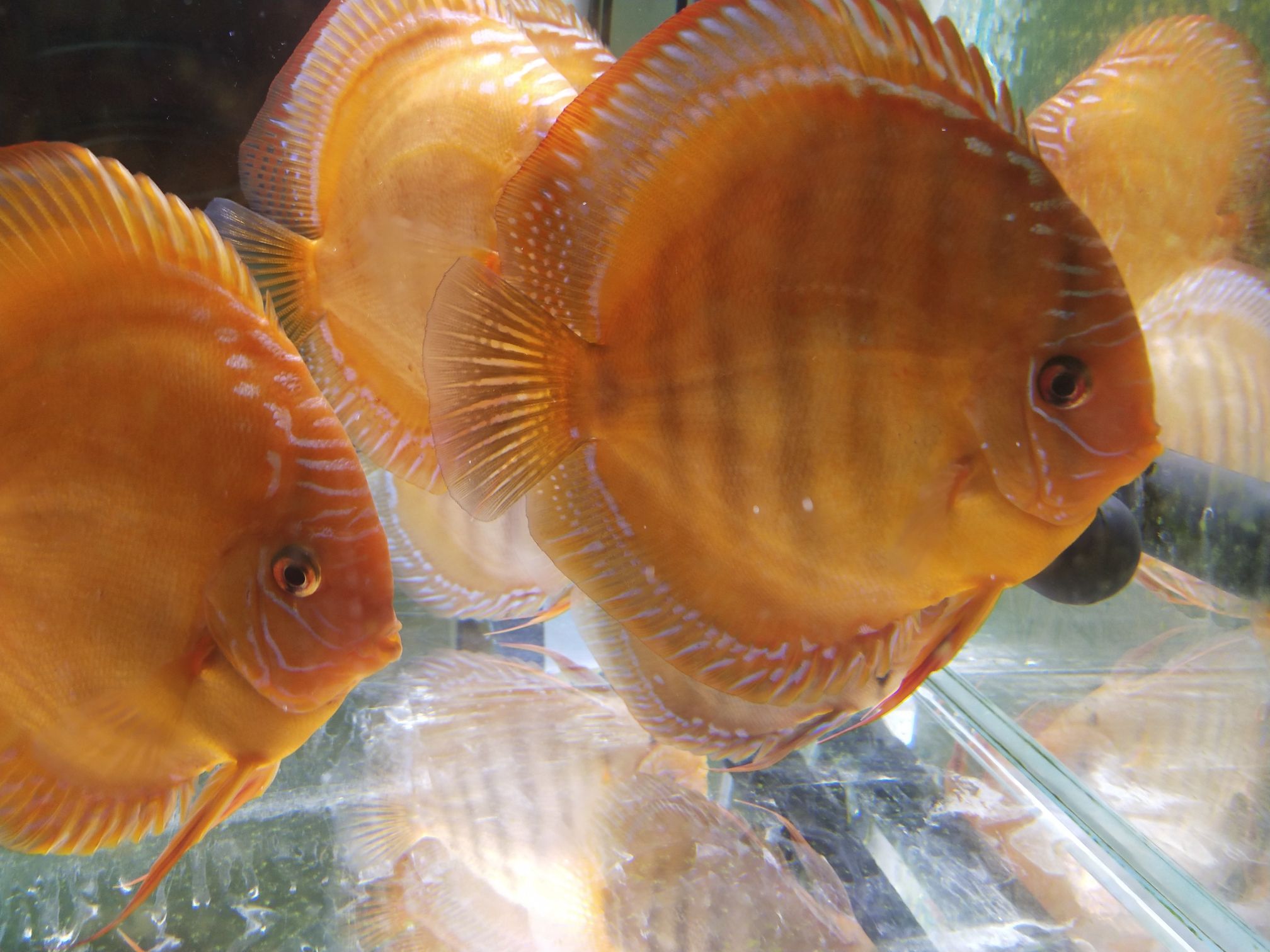 延安水族馆有河南的鱼友看上的吗便宜处理