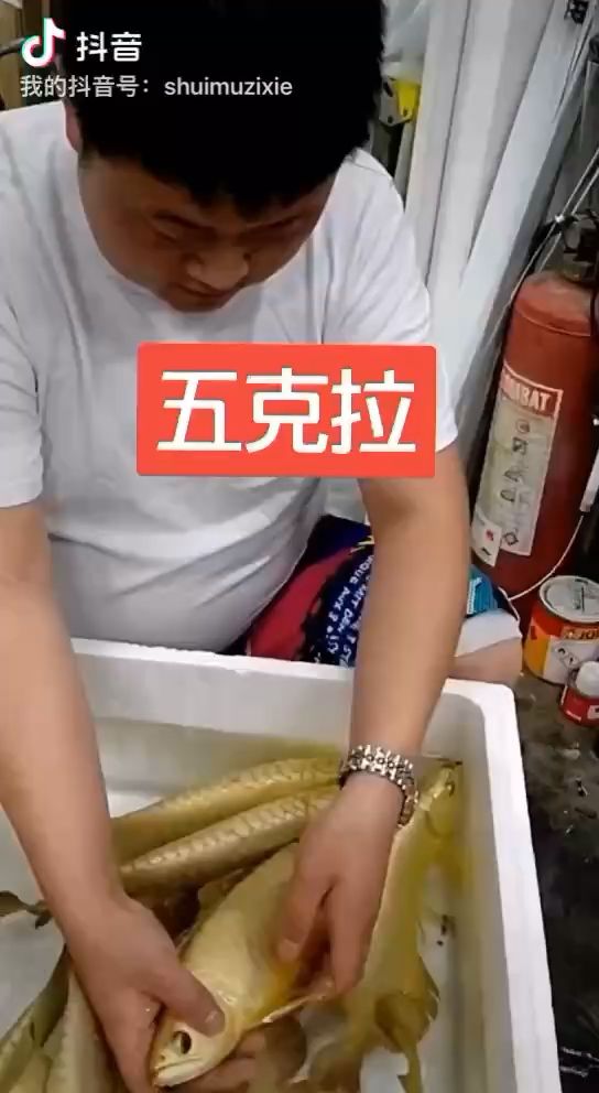 徐州观赏鱼市场真是无灯拍摄不？