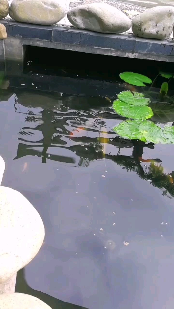 太原水族馆小锦鲤 祥龙传奇品牌鱼缸 第2张