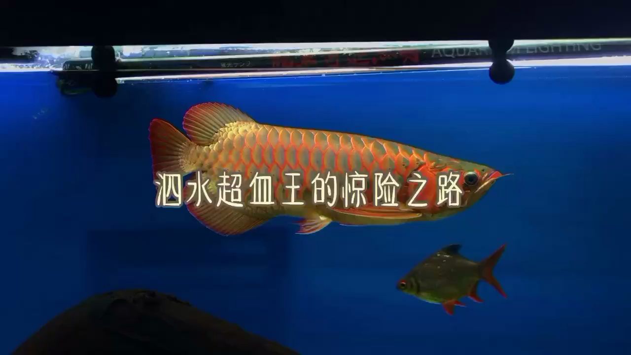 深夜拯救泗水记录