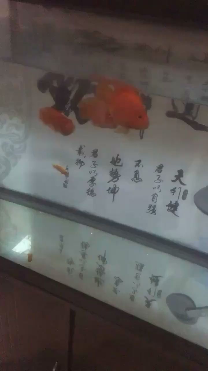 本溪水族馆总咬新来的