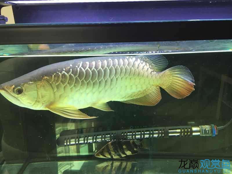 台州水族馆吃五谷杂粮长大的龙鱼