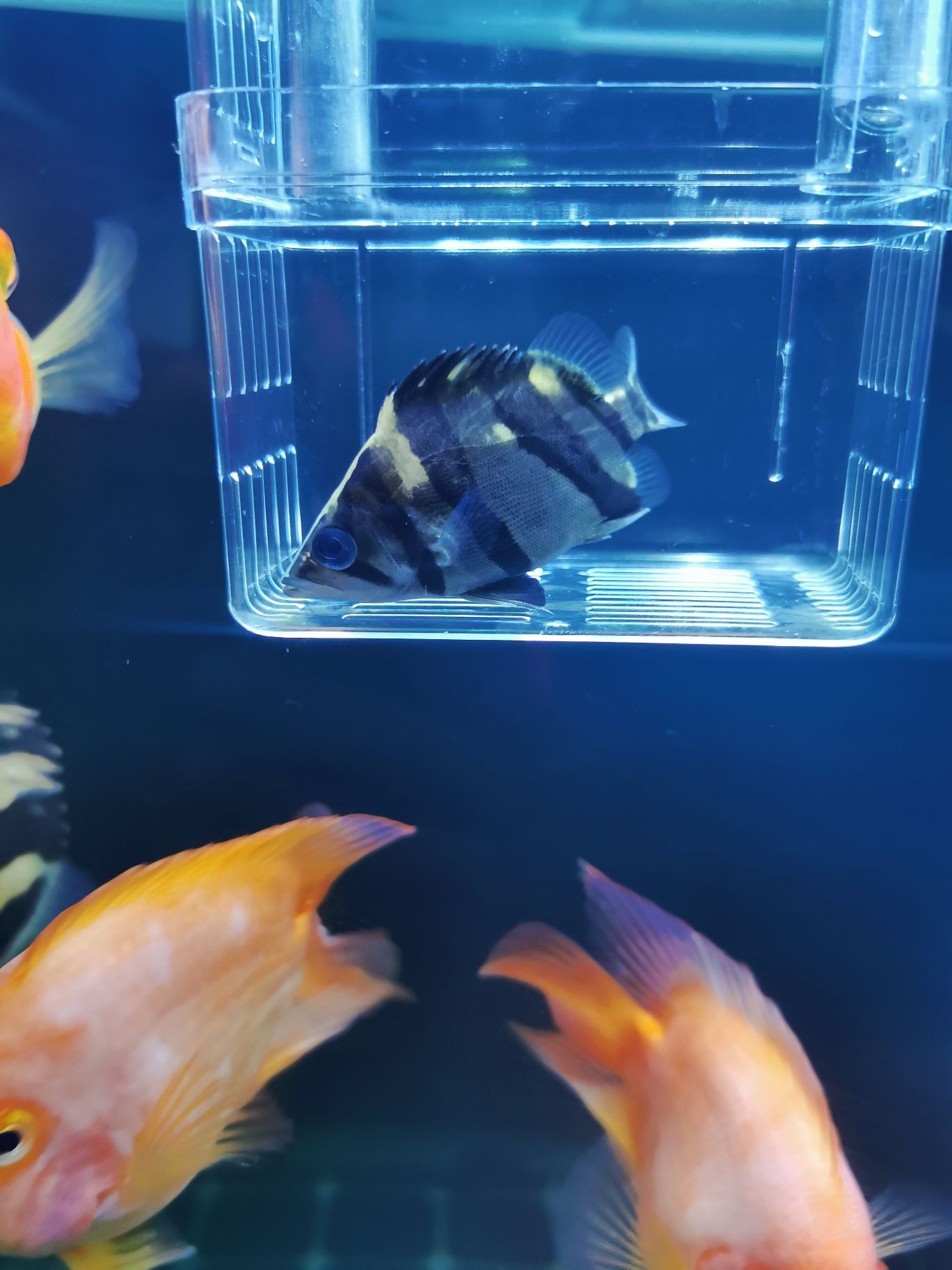 湛江水族批发市场刚收的虎感觉体型不错可是黑啊 观赏鱼水族批发市场 第5张