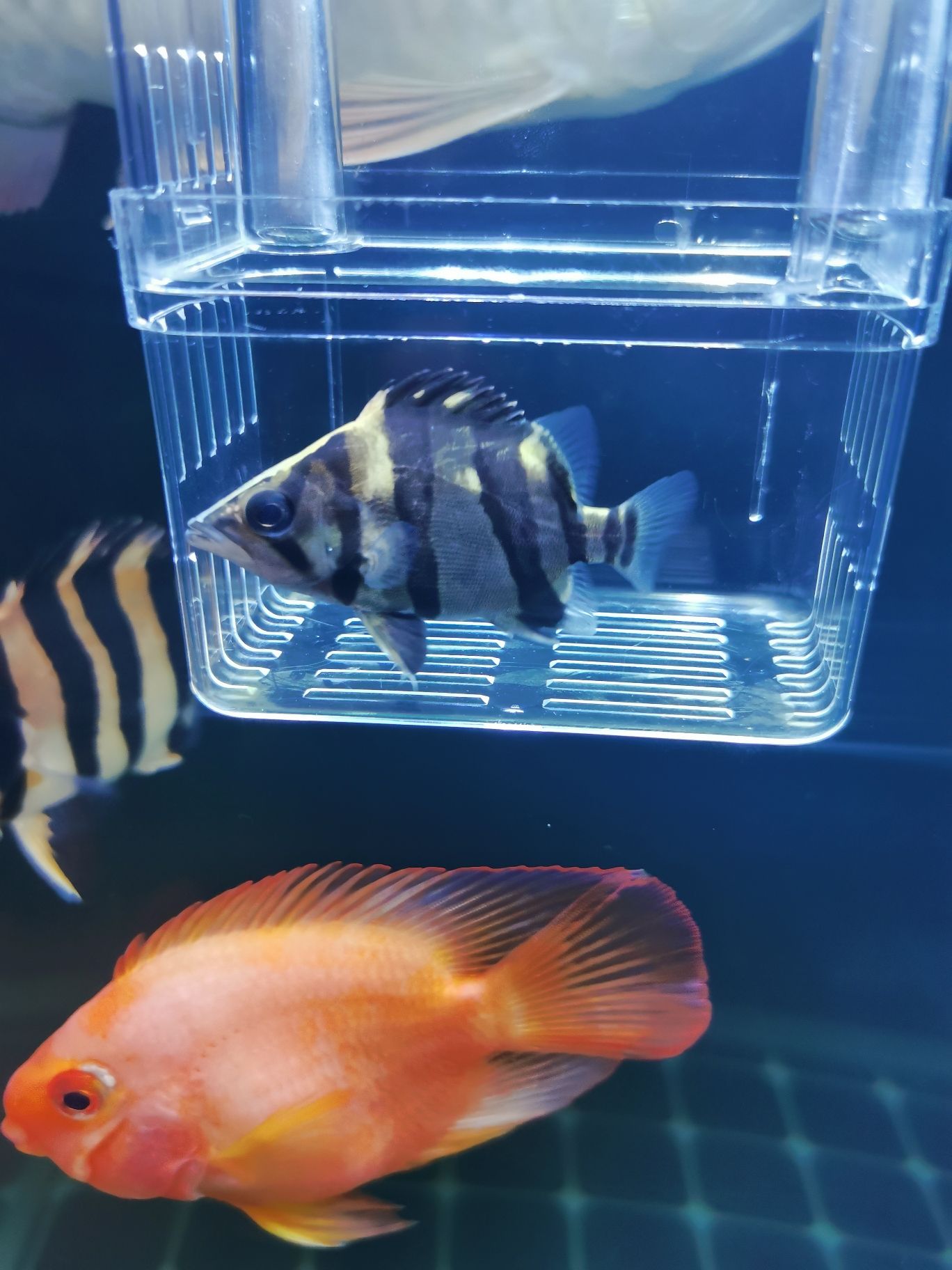 湛江水族批发市场刚收的虎感觉体型不错可是黑啊 观赏鱼水族批发市场 第7张